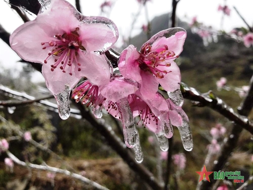 Ngắm vẻ đẹp lạ của những bông hoa đào “băng”, cành cây “băng”