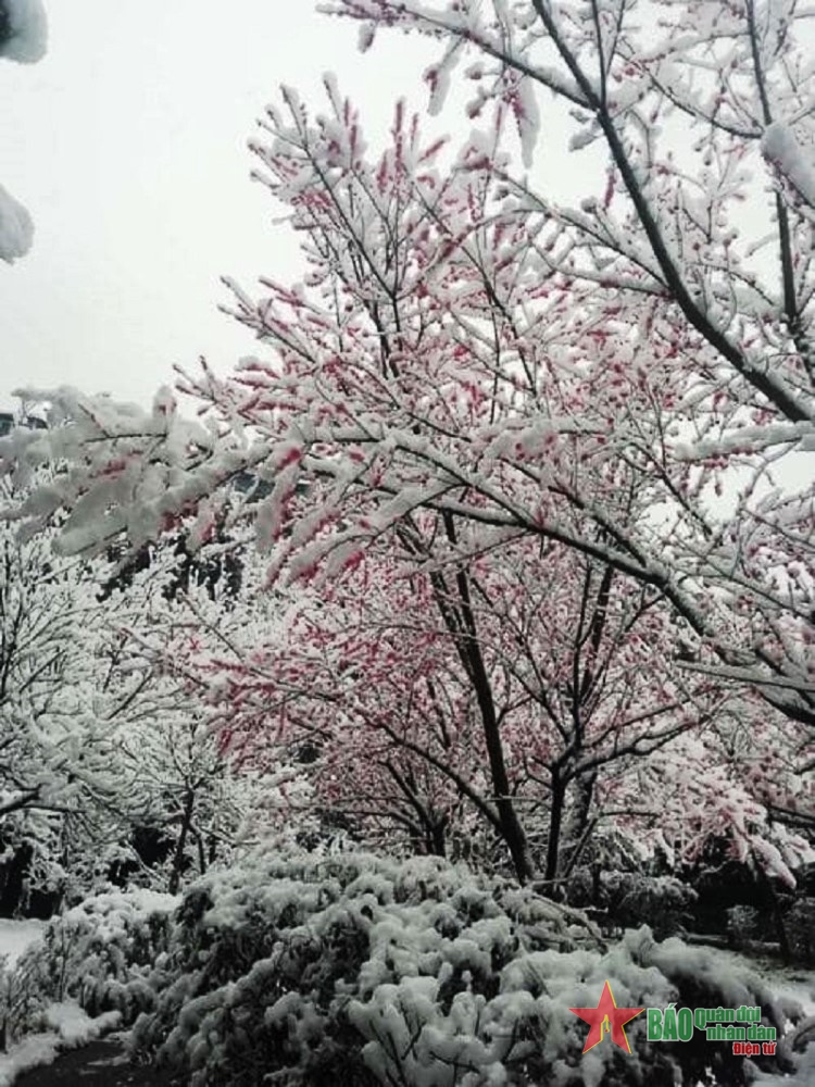Ngắm vẻ đẹp lạ của những bông hoa đào “băng”, cành cây “băng”