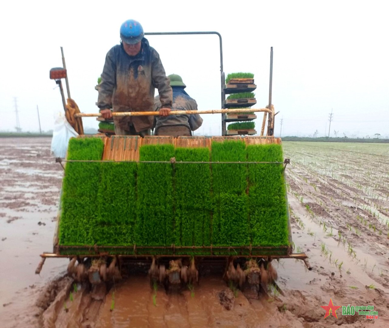 2022 chế tạo máy cấy lúa mini bà con cũng làm được tại nhà Máy móc nông ngư  nghiệp  Điện Máy Trâu Vàng