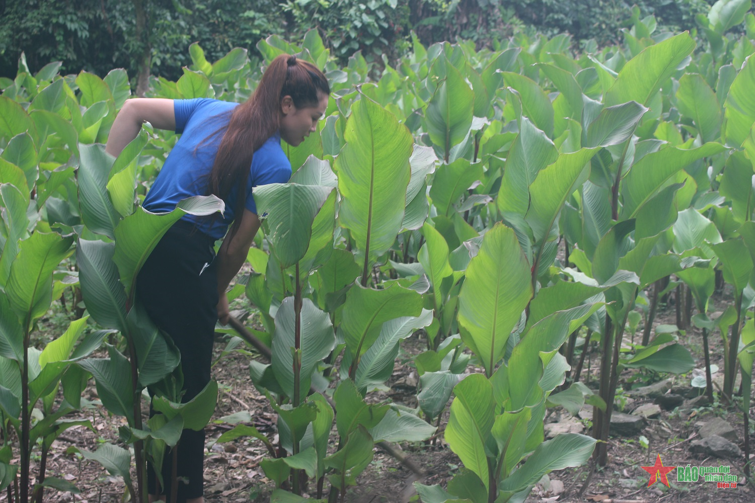 Trồng dong riềng gây quỹ đoàn 