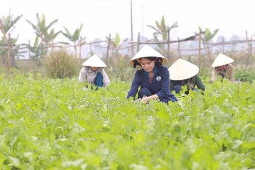 Thúc đẩy phát triển nông nghiệp hữu cơ tại Nghệ An