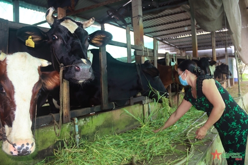 Kinh tế phát triển từ chăn nuôi bò sữa
