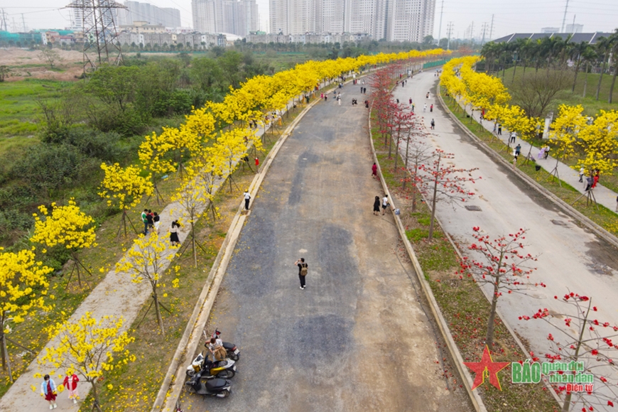 Đẹp ngỡ ngàng hàng hoa phong linh ở Hà Nội