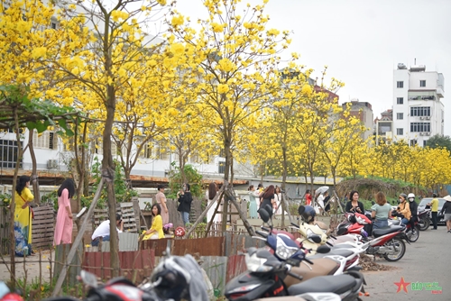 Người dân tìm đến các địa điểm chụp ảnh hoa Phong linh dịp cuối tuần