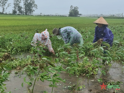 Tỉnh Quảng Nam: Gần 3.000ha lúa, hoa màu bị thiệt hại hoàn toàn 