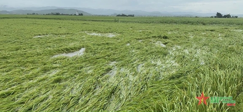 Tỉnh Quảng Ngãi triển khai khắc phục diện tích cây trồng bị ngập úng, ngã đổ 