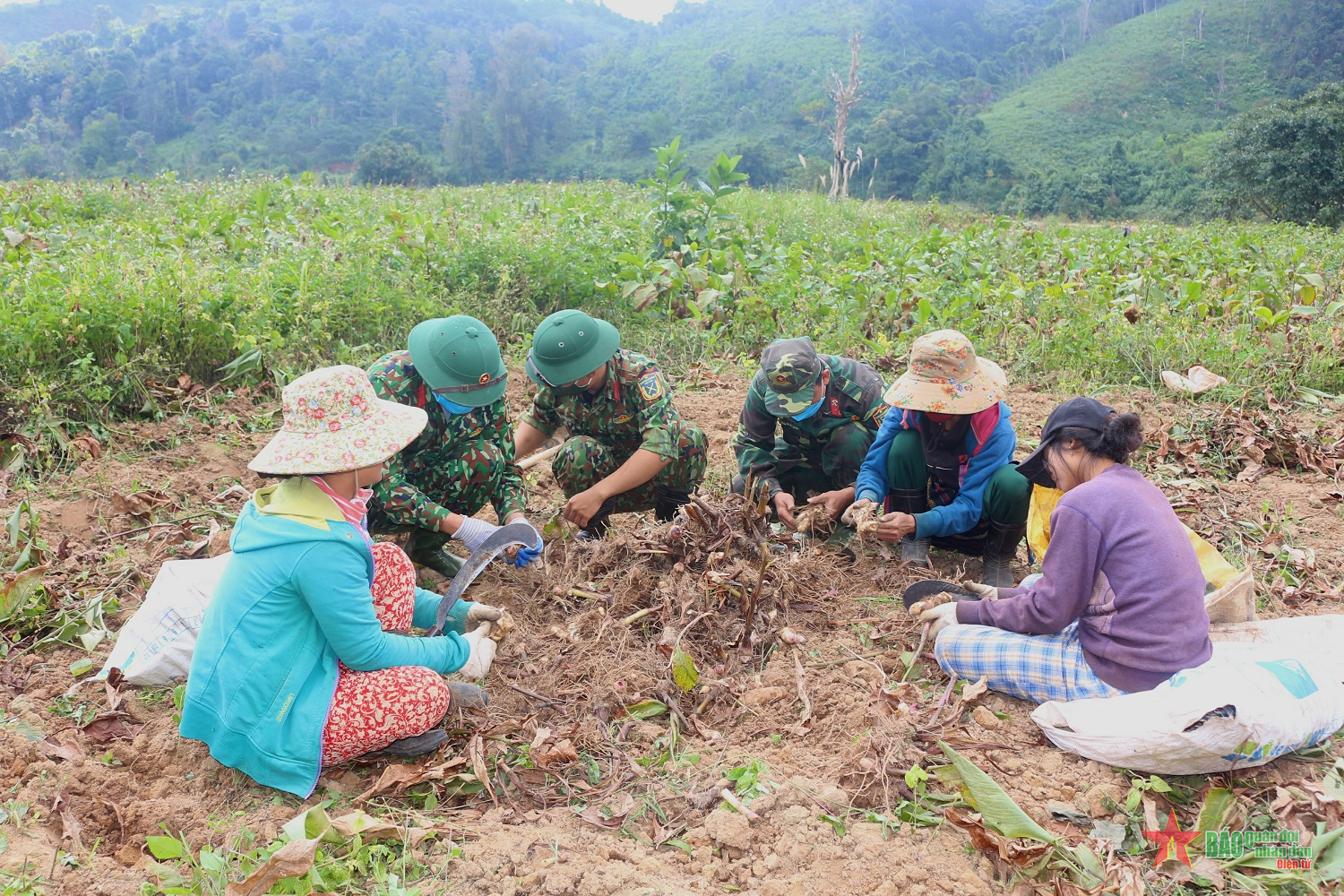 Củ dong riềng thắm tình bộ đội