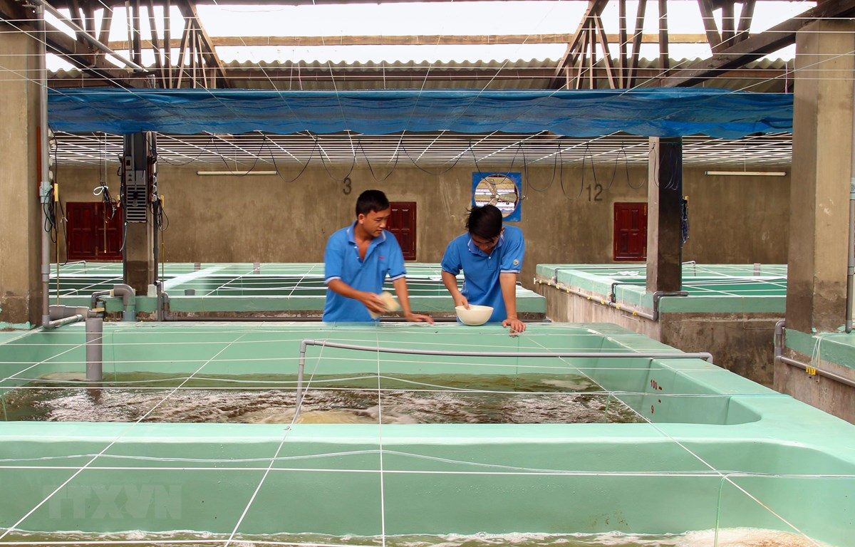 Cơ sở sản xuất, ương dưỡng giống thủy sản cần đáp ứng những điều kiện gì?