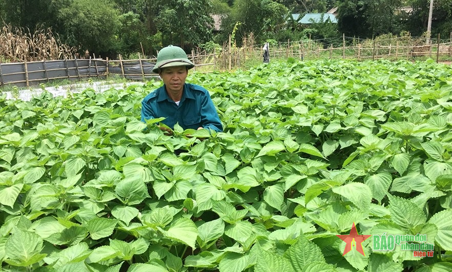 Chuyển đổi cây trồng mang lại hiệu quả