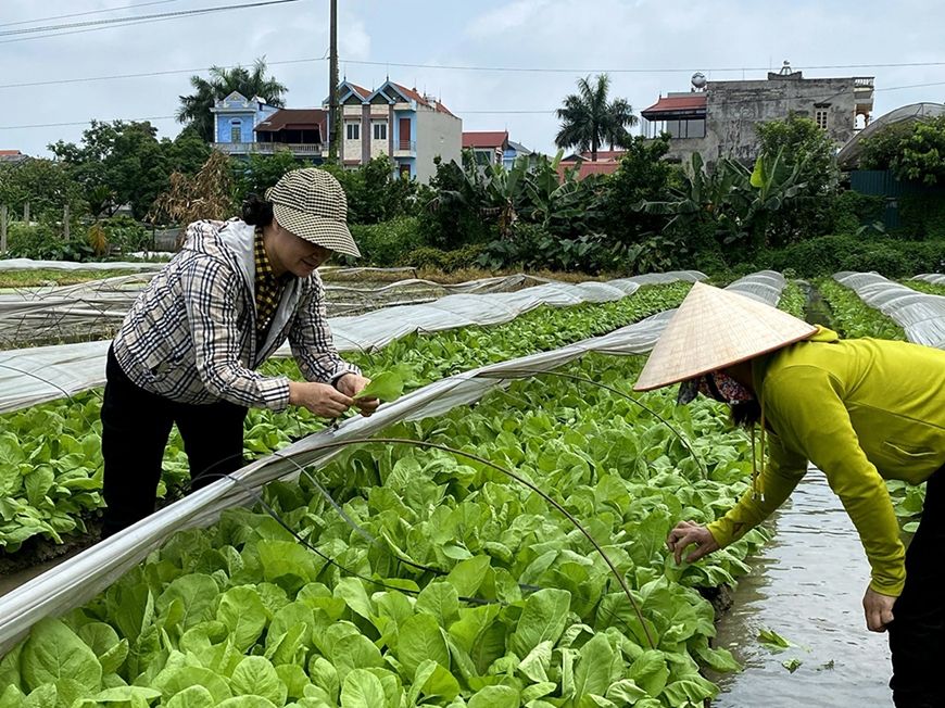 Thông qua hợp tác xã để tổ chức lại sản xuất nông nghiệp