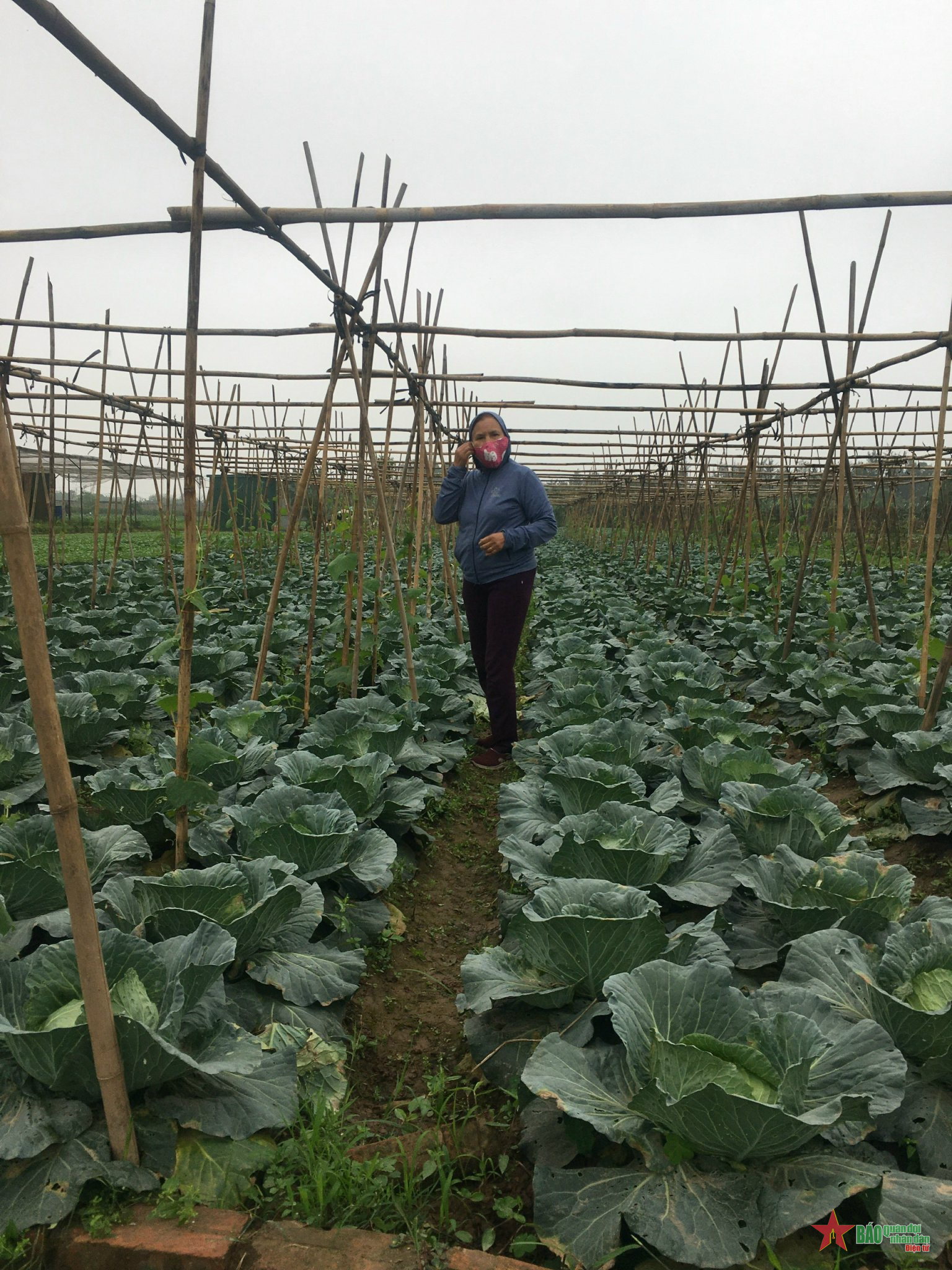 “Start-up” nông nghiệp sạch ở tuổi 60