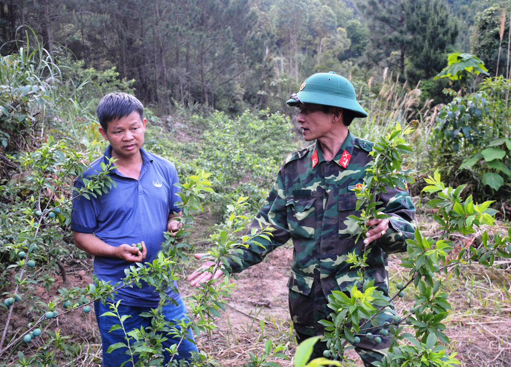 Phủ xanh đất trống, giữ vững biên cương