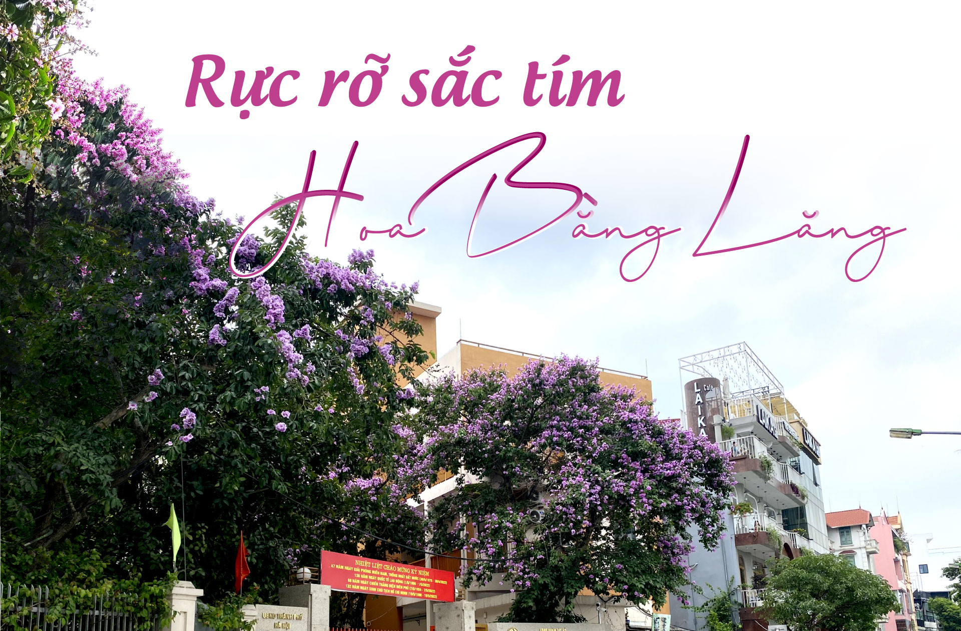 Rực rỡ sắc tím hoa bằng lăng