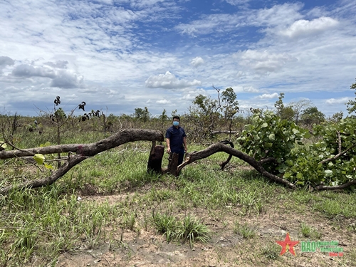 Khởi tố 28 đối tượng phá rừng tại Ea Súp, Đắk Lắk