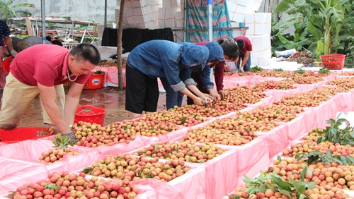 Đa dạng hóa thị trường cho trái cây Việt Nam