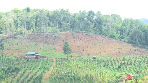 Đắc Nông thu hồi đất rừng bị lấn chiếm ở Đăk Glong