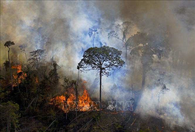Cháy ở rừng nhiệt đới Amazon trong tháng 5 vừa qua tăng 96%