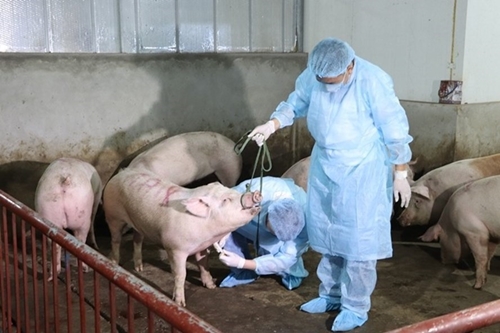 Chủ động giám sát chặt, phát hiện sớm, xử lý các ổ dịch tả lợn châu Phi

