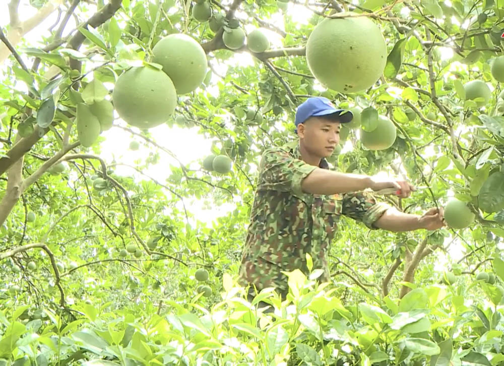 Lan tỏa mô hình trang trại hữu cơ