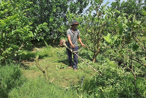 Agribank “tiếp sức” cho nông dân Đại Lộc làm du lịch sinh thái