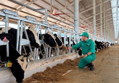 ビナミルクは、1,000頭の乳牛を米国からラオスの酪農場に輸入しました
