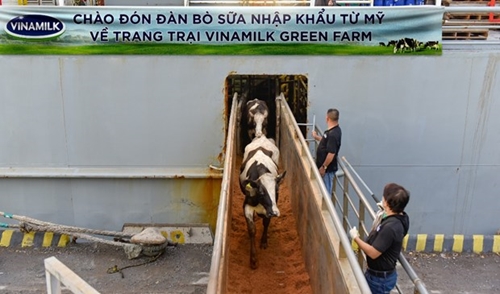 Vinamilk tiếp nhận hơn 1.500 bò sữa từ Mỹ về các trang trại Green Farm
