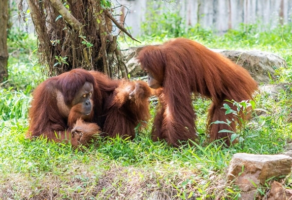 Hành trình tới “ngôi nhà” Vinpearl Safari của những cá thể quý hiếm nhất thế giới