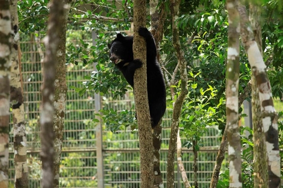 Hành trình tới “ngôi nhà” Vinpearl Safari của những cá thể quý hiếm nhất thế giới