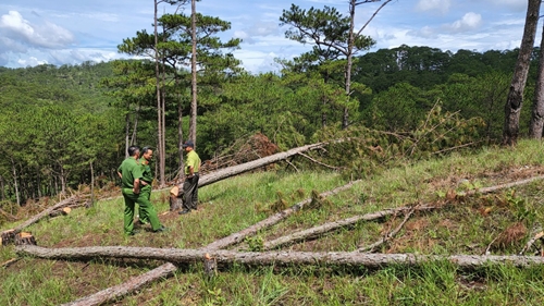 Khởi tố, bắt tạm giam nhóm đối tượng phá rừng quy mô lớn tại Đà Lạt