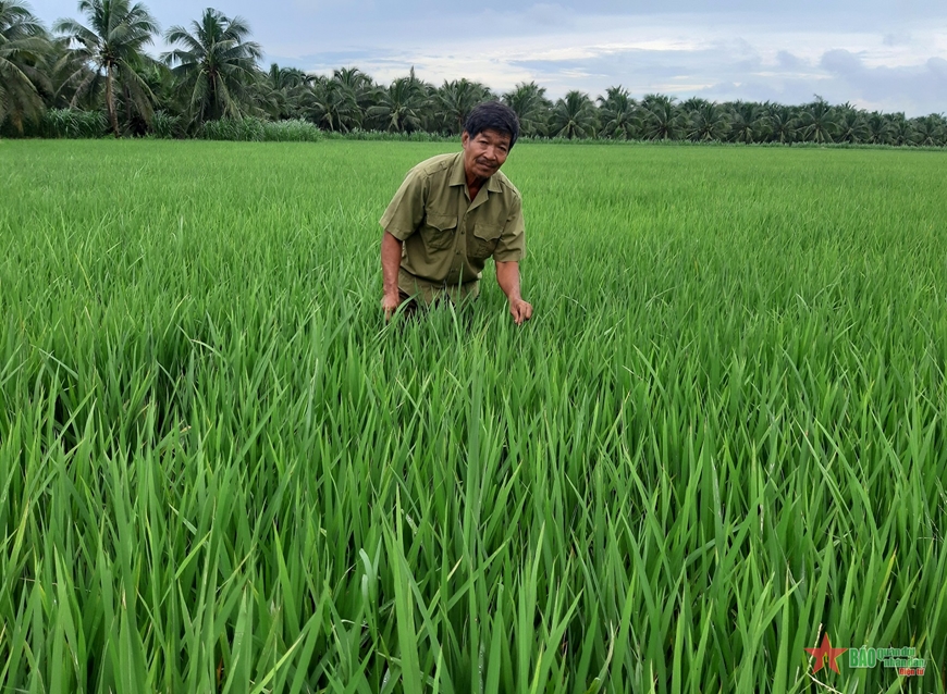 Làm giàu từ lúa thảo dược