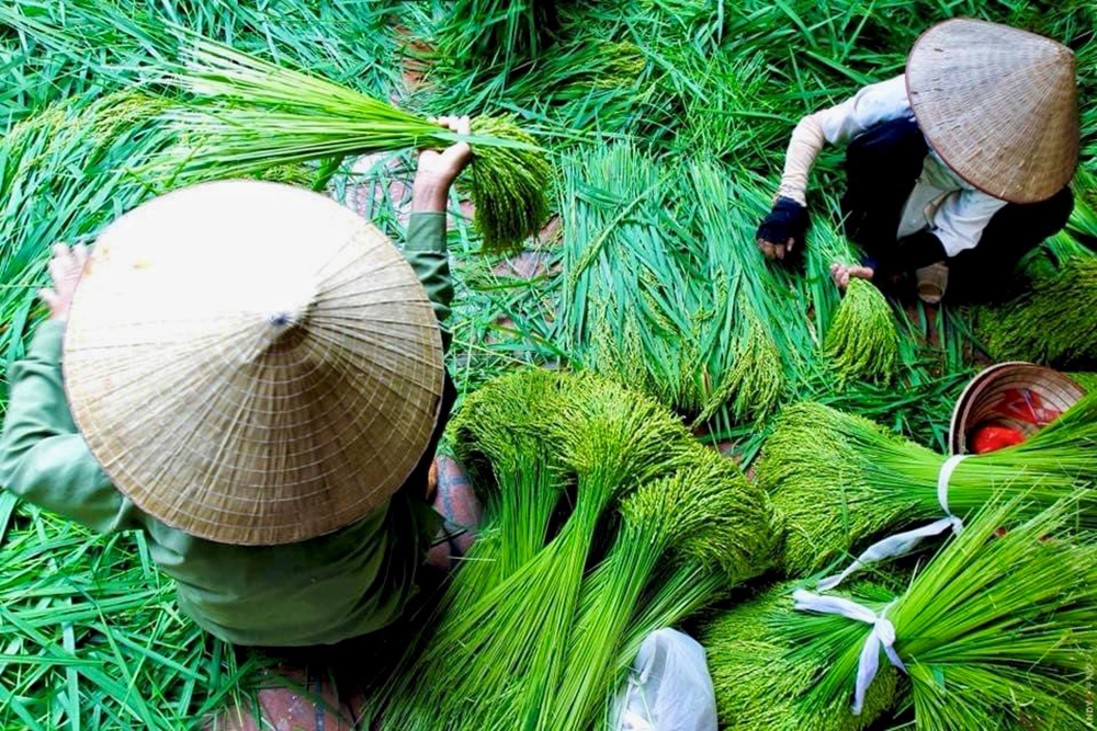 Khám phá làng nghề làm cốm mộc độc đáo ở Hà Nội