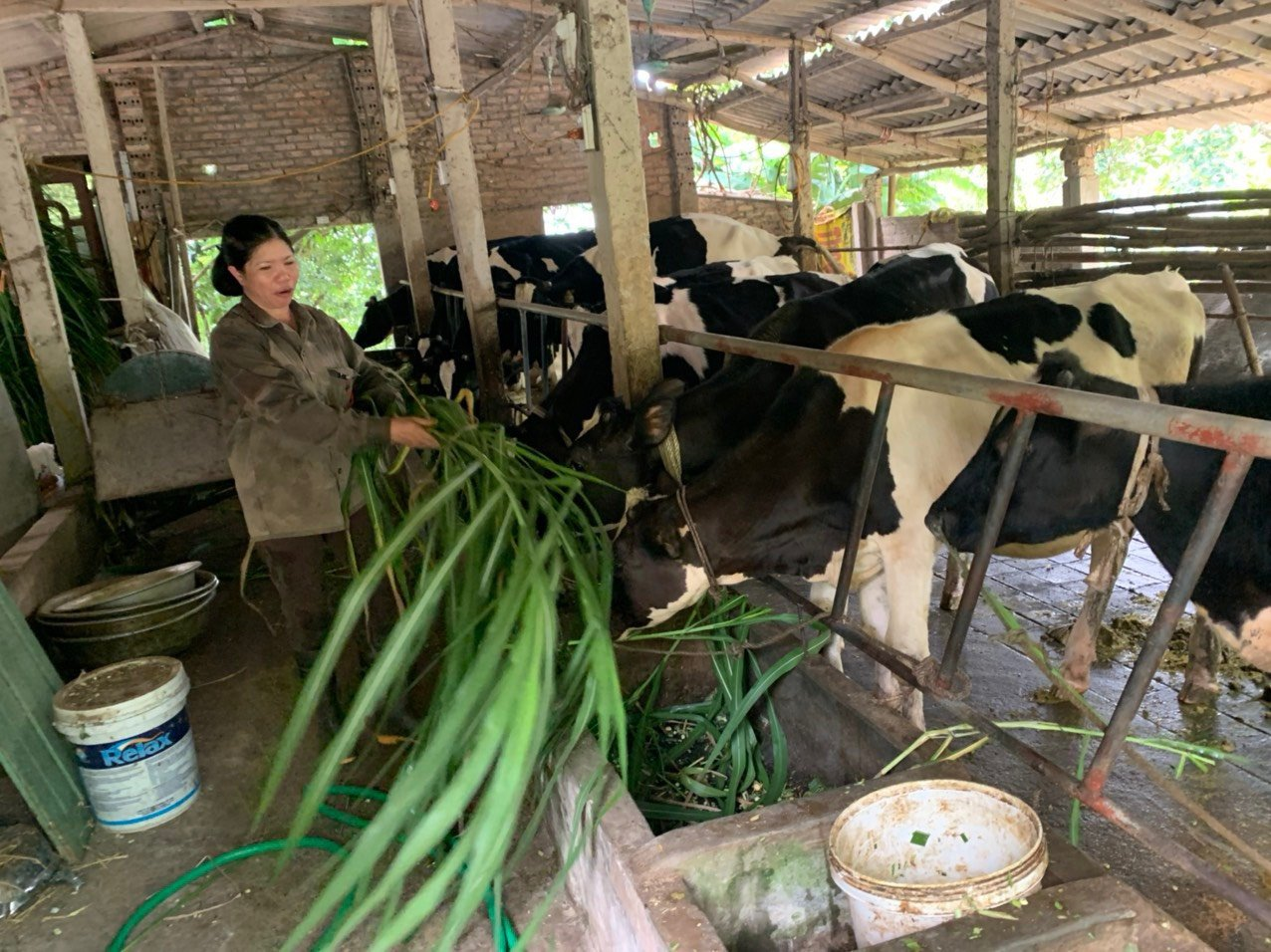 Hiệu quả mô hình chăn nuôi bò ở Trạm Ra đa 35
