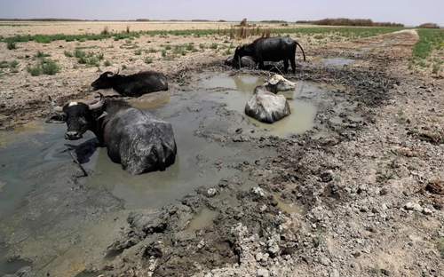 “Vườn địa đàng” ở Iraq khô cạn vì hạn hán