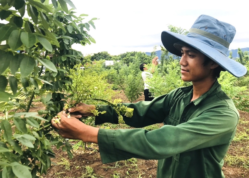 Gia Lai chuyển đổi cây trồng để người dân thoát nghèo