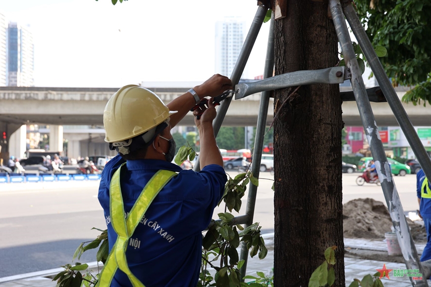 Hà Nội khẩn trương nới gông sắt ảnh hưởng tới cây xanh