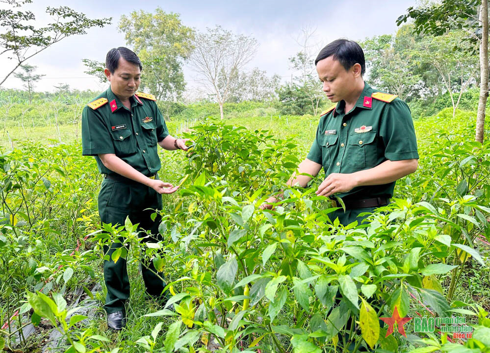 Hướng dẫn chi tiết kỹ thuật trồng ớt cho năng suất cao  Máy làm nông