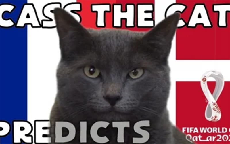 World Cup 2022: Mèo tiên tri dự đoán Pháp và Đan Mạch chia điểm