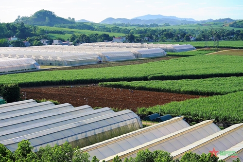 Thanh Hóa phát triển nông - lâm nghiệp hiện đại, bền vững và hiệu quả