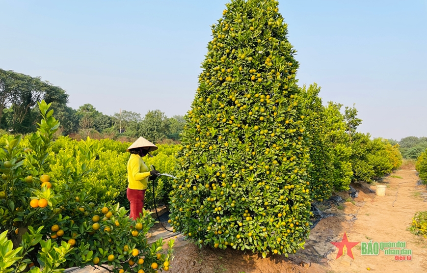 Quất cảnh Tứ Liên sẵn sàng cho Tết Nguyên đán Quý Mão 2023