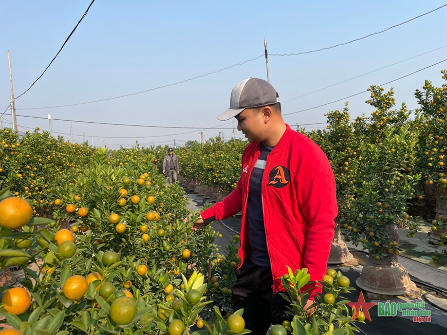 Quất cảnh Tứ Liên sẵn sàng cho Tết Nguyên đán Quý Mão 2023