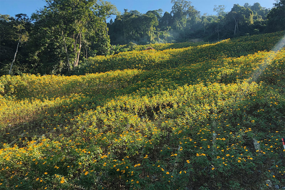 Từ trong ký ức: Những cung đường hoa nắng