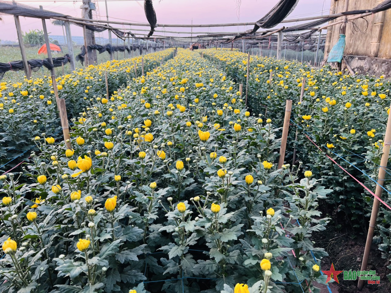 Thấp thỏm mùa hoa Tết ở Tây Tựu