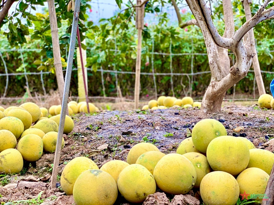 Kỳ vọng về bưởi OCOP, VietGAP của nông dân “thủ phủ” bưởi Diễn