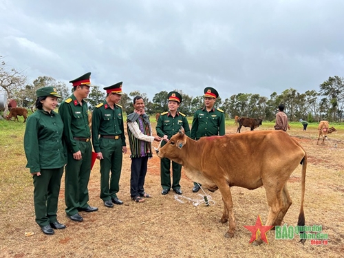 Trung đoàn 726: Bàn giao 50 con bò giống hỗ trợ người dân