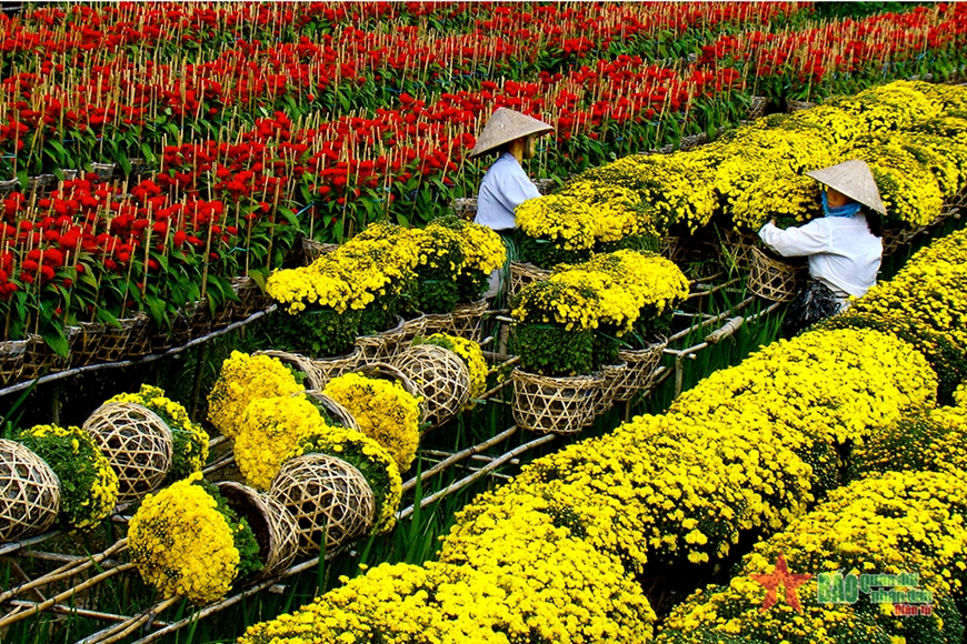 Ngập tràn sắc Xuân ở làng hoa Sa Đéc