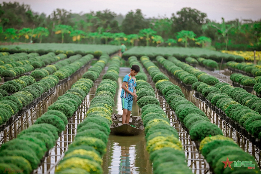 Ngập tràn sắc Xuân ở làng hoa Sa Đéc