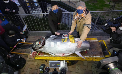 Dấu hiệu “hồi sinh” của phiên đấu giá cá ngừ tại Nhật Bản