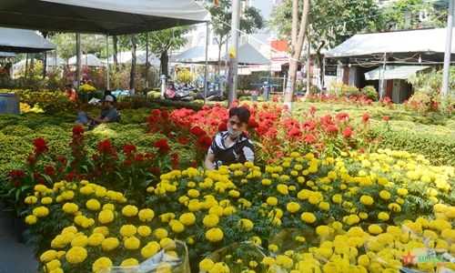 TP Hồ Chí Minh: Chợ hoa Tết truyền thống vắng khách