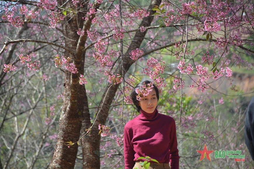 Đà Lạt rực rỡ sắc mai anh đào