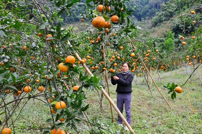 Vị cam sành ngày Tết